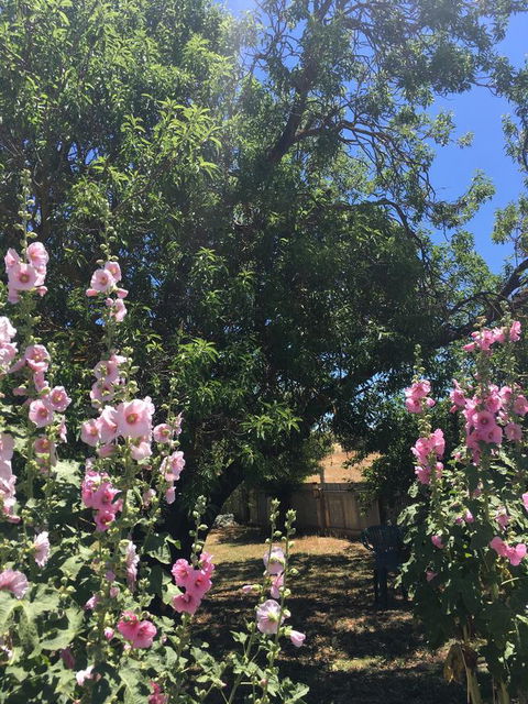 Amy\'s House Bed & Breakfast - Broome Tourism 37