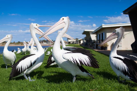 Modra\'s Apartments - Broome Tourism 13