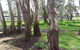 Cloisters Of Kalangadoo - thumb 6