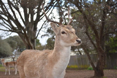Deer Park Motor Inn Armidale - Broome Tourism 22