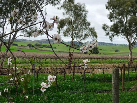 Jasmine\'s Barossa Valley Cottage - Broome Tourism 20