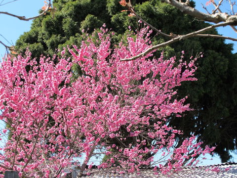 Apple Tree Cottage - Broome Tourism 31