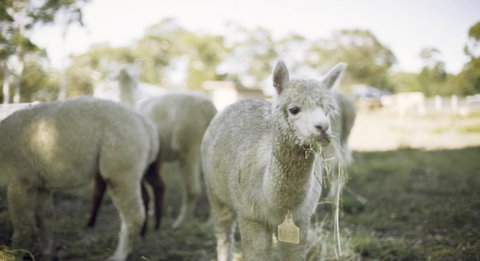The Woods Farm Jervis Bay - Broome Tourism 12