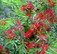 Bottlebrush B  B - Broome Tourism