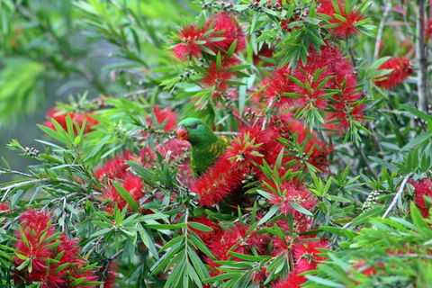 Bottlebrush B & B - Broome Tourism 0