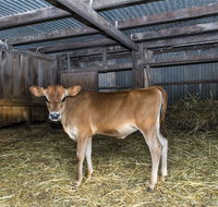 Dairyman's Cottage - Broome Tourism