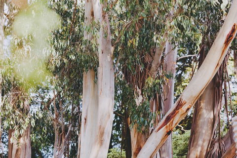 Dalblair Bed & Breakfast - Broome Tourism 2