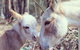 Donkey Tales Farm Cottages - thumb 3