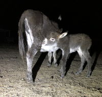 Donkey Tales Farm Cottages - Broome Tourism