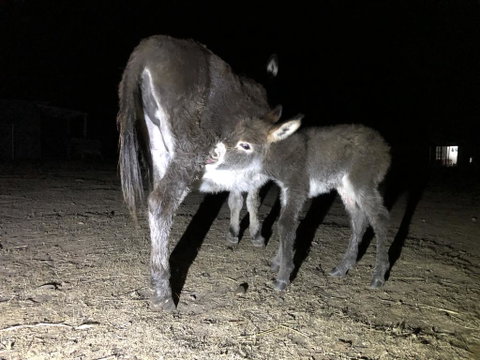 Donkey Tales Farm Cottages - Broome Tourism 0