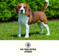 Fig Tree Retro Studio - Broome Tourism