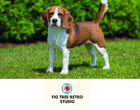 Fig Tree Retro Studio - Broome Tourism 0