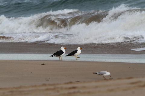 GALWAY COTTAGE - Broome Tourism 1