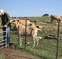 Gilgraves Vineyard Farmstay - Broome Tourism