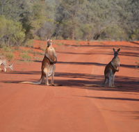 Gundabooka National Park Cottages - Broome Tourism