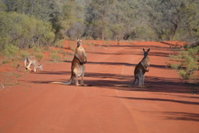 Gundabooka National Park Cottages