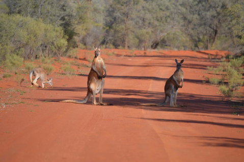 Gundabooka National Park Cottages - Broome Tourism 0