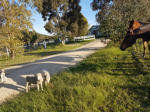 Happy Pig Farm - Broome Tourism 1