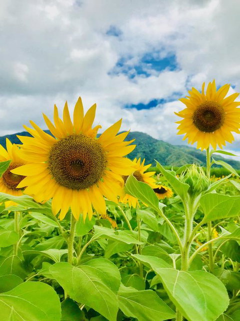 JJs Backpackers Hostel - Broome Tourism 3