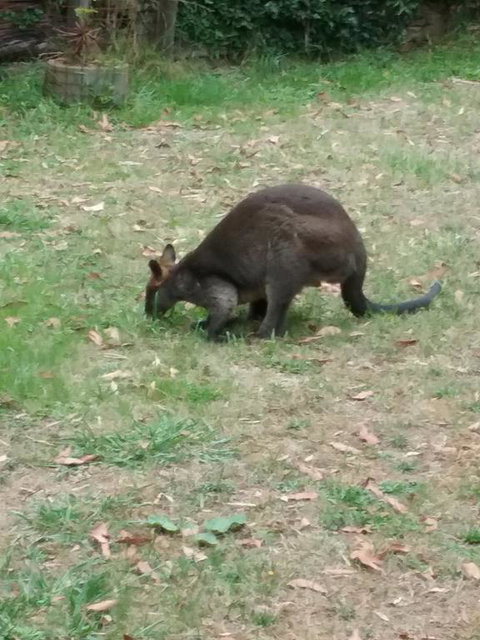 Lyrebird Gully Retreat - Broome Tourism 1