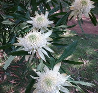 Lyrebird Gully Retreat - Broome Tourism