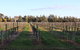 Milawa Vineyard Views - Guesthouse 1 - thumb 1