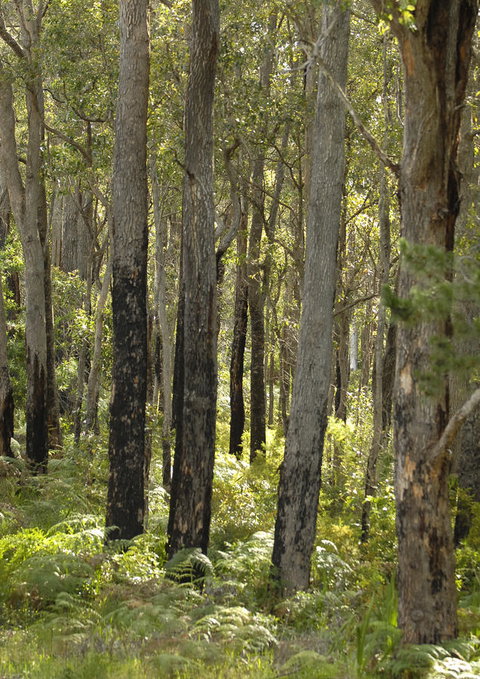 Margarets Forest - Broome Tourism 36