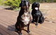 Jarrah Grove Forest Retreat - thumb 22