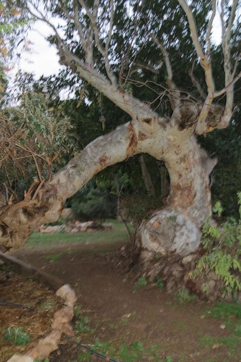 Bentwood Olive Grove Accommodation - Broome Tourism 22