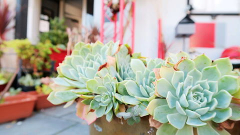 New Norfolk Junction Motel - Broome Tourism 27