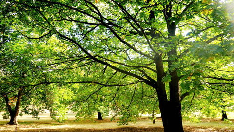 New Norfolk Junction Motel - Broome Tourism 25