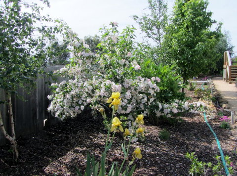 Elm Trees Accommodation @ Ross - Broome Tourism 7