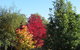 Elm Trees Accommodation @ Ross - thumb 21