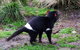 Cradle Mountain Love Shack - thumb 18