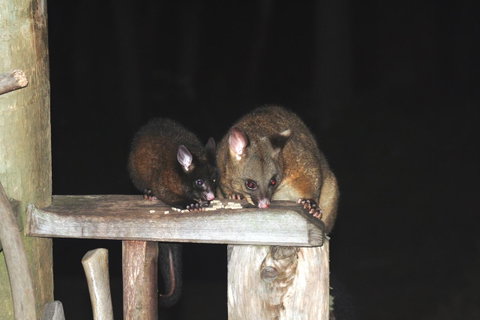Cradle Mountain Love Shack - Broome Tourism 14