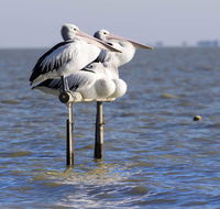 Pelican Perch Retreat - Broome Tourism