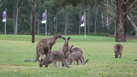 Riverside Oaks Golf Resort - Broome Tourism 3