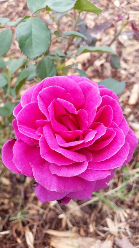 Birch Lane - Broome Tourism 36