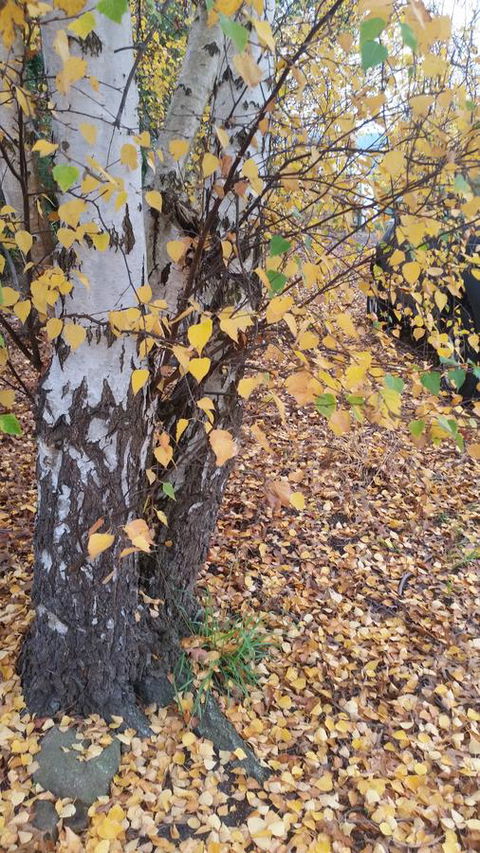 Birch Lane - Broome Tourism 43