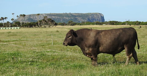 Ellie\'s Cottages - Broome Tourism 40