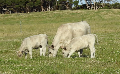 Ellie\'s Cottages - Broome Tourism 39