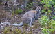 Eagles Rise Tasmania - thumb 11