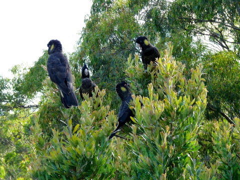 Eagles Rise Tasmania - Broome Tourism 10