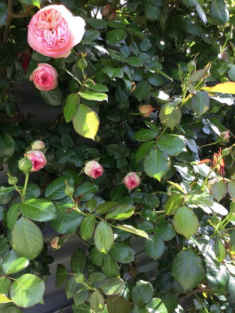 Nextdoor@portarthur - Broome Tourism 20