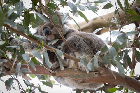 The Dolphin Apartments - Broome Tourism 6