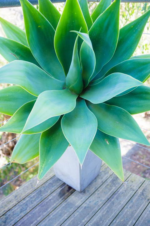 Ocean View Treetops Retreat - Broome Tourism 10