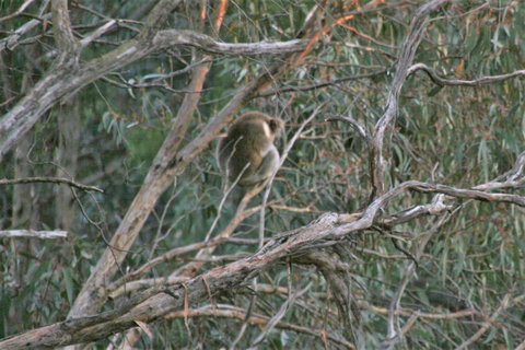 Tangenong Cottages - Broome Tourism 8