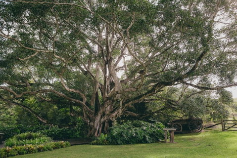 The Eumundi Dairy - Broome Tourism 2