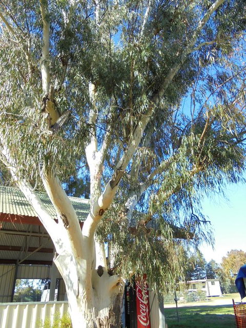 Wagga Wagga Tourist Park - Broome Tourism 2