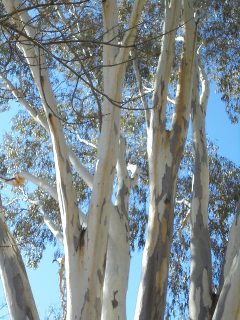 Wagga Wagga Tourist Park - Broome Tourism 3